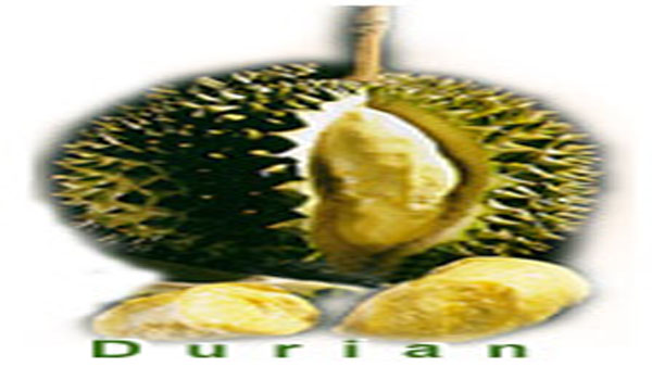 Durian
