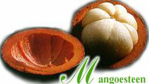 Mangosteen
